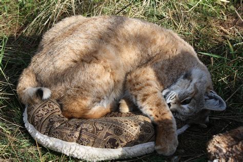 Sheba Bobcat (2018) - WildCat Ridge Sanctuary