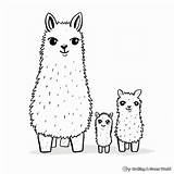 Llamacorn Coloring Clipartmag Drawing Pages Sketch Page sketch template