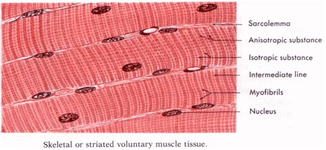 Cardiac Muscle Labelled Diagram