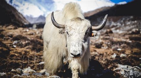 India’s Yak Herders Face End Of Ancient Tradition In Warming Himalayas ...