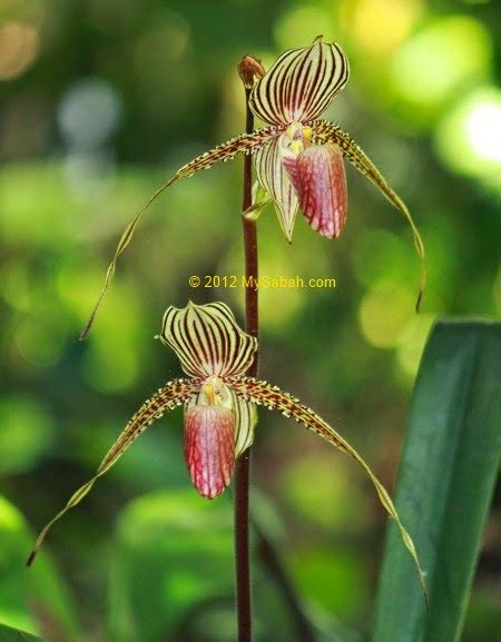 Flowers: Gold of Kinabalu Orchid