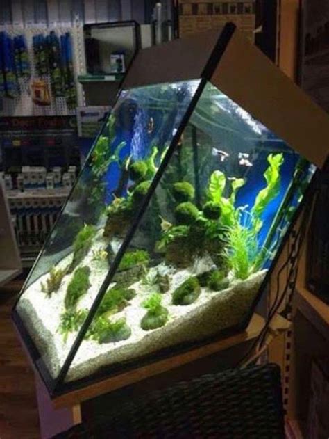 Very interesting aquarium | Aquarium fish tank, Aquarium, Aquascape