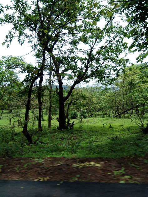 Green landscapes of Konkan in monsoon on Behance