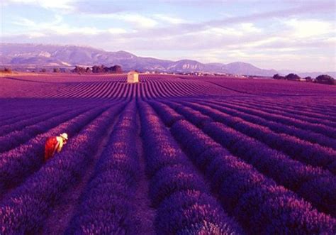 Top 15+ Flower Fields in the World - World Top Top