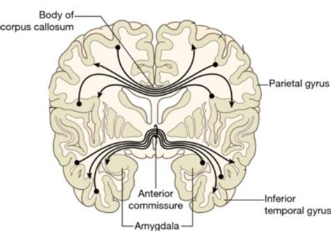 Anatomy Of The Corpus Callosum - Anatomy Reading Source