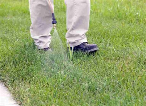 Will Vinegar Kill Crabgrass? Here's The Truth! | Plants Heaven