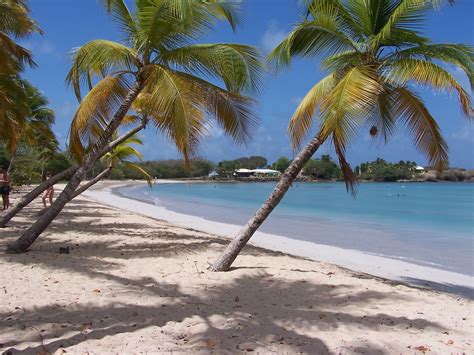 Palm Trees On The Beach Free Stock Photo - Public Domain Pictures