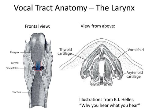 Vocal Tract Anatomy