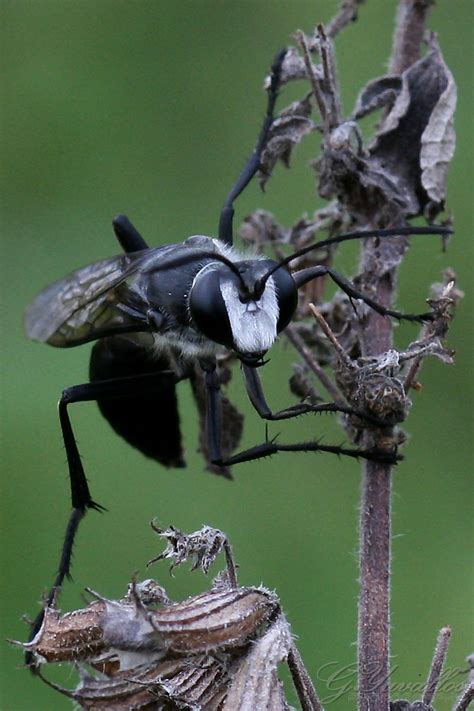 Black Hornet | A black hornet ready to sting me... | Gerald Yuvallos | Flickr