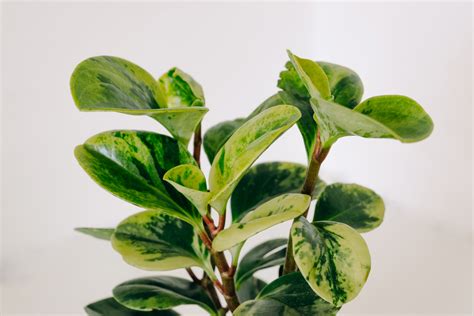 How to Care for and Propagate Peperomia Obtusifolia | Sprouts and Stems