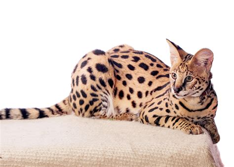 7 Domestic Cats That Look Like Cheetahs and Leopards (With Pictures ...