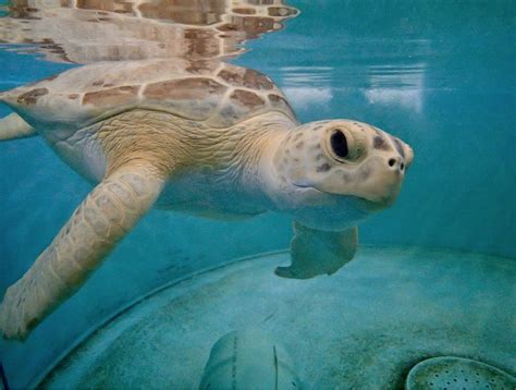 St. Louis Aquarium welcomes new resident: a rescue sea turtle named Tsunami