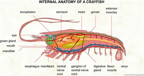 Crayfish Dissection - JKL Bahweting Middle School