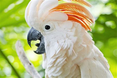 Moluccan cockatoo Facts, Pet Care, Behavior, Price, Pictures | Singing Wings Aviary