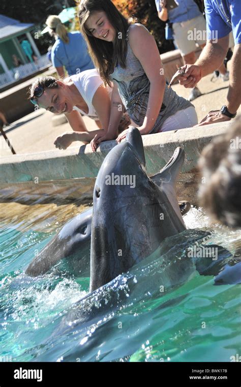 Dolphins at SeaWorld Florida Stock Photo - Alamy