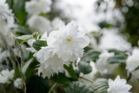 Mock Orange (Philadelphus): Plant, Grow and Care For Mock Orange | BBC ...