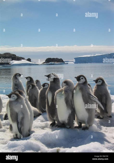 March of the penguins hi-res stock photography and images - Alamy