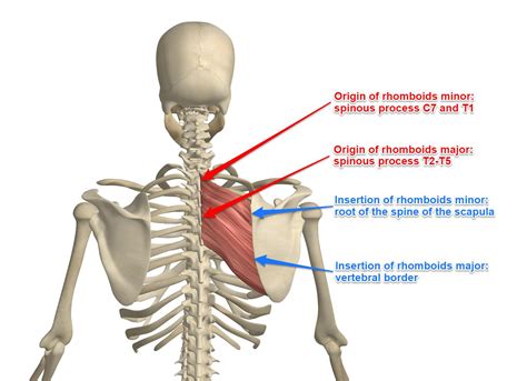 CPH Osteopati - Kroppens 🔤 - Rhomboideus Major/minor....