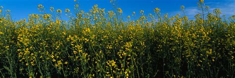 Canola Flowers In A Field, Edmonton Photograph by Panoramic Images - Fine Art America