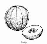 Honeydew Melon Coloring Pages Sketch Page sketch template