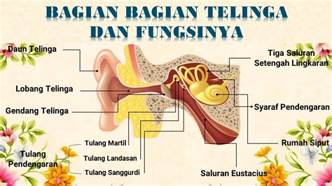 Gambar Bagian Bagian Telinga - 57+ Koleksi Gambar