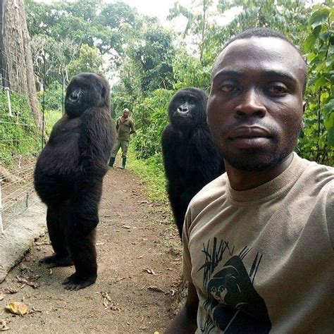 Create meme "photo 2 monkey selfie, a black man, a selfie with a gorilla" - Pictures - Meme ...