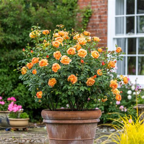 Lady of Shalott | English Shrub Rose | David Austin Roses