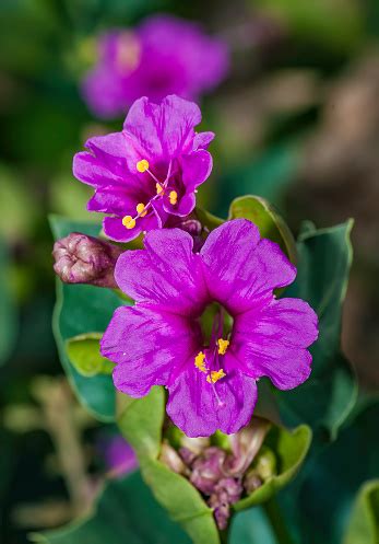 Giant Four Oclock Mirabilis Multiflora Red Rock Canyon National Conservation Area Nevada Mojave ...