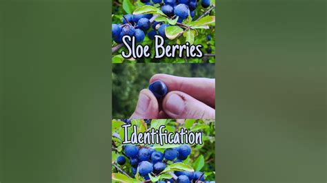 How To Identify Sloe Berries 🫐 #identification #foraging - YouTube