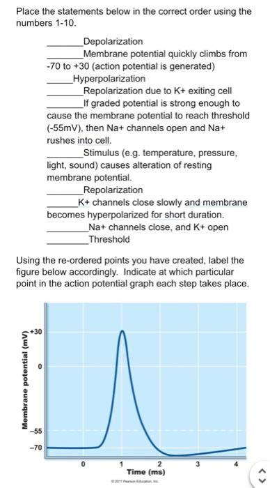 Solved numbers 1−10. Depolarization Membrane potential | Chegg.com