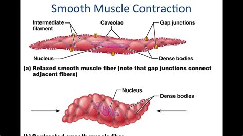 Smooth Muscle Physiology - YouTube