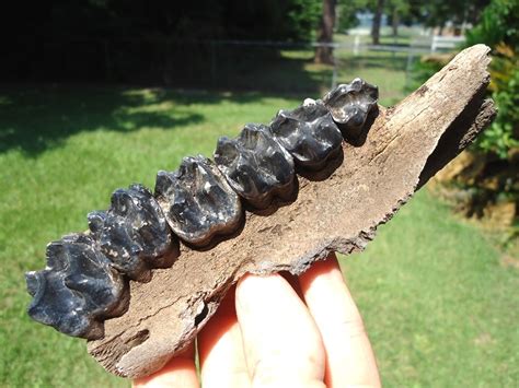 Museum Quality Tapir Maxilla with Six Teeth | Recently Sold | FOSSILS ...