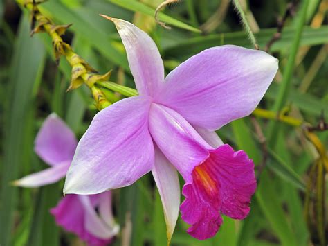 File:Bamboo Orchid.jpg - Wikipedia
