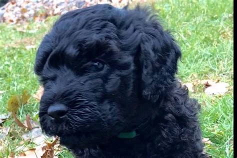 Barbet Puppies For Sale