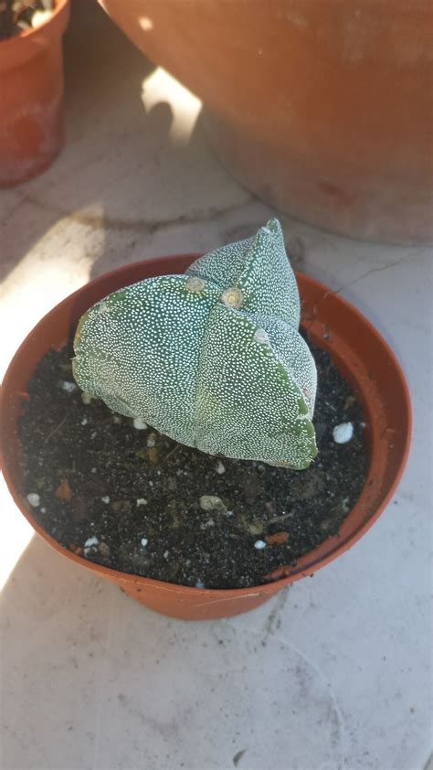 astrophytum myriostigma tricostatum