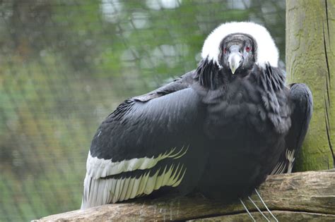 Andean Condor Wingspan