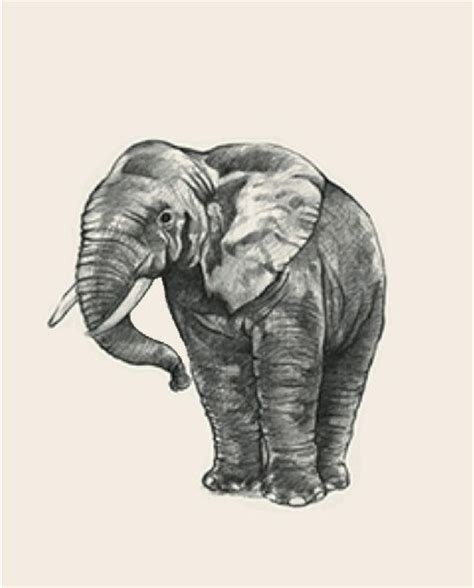 an elephant is standing in front of a white background