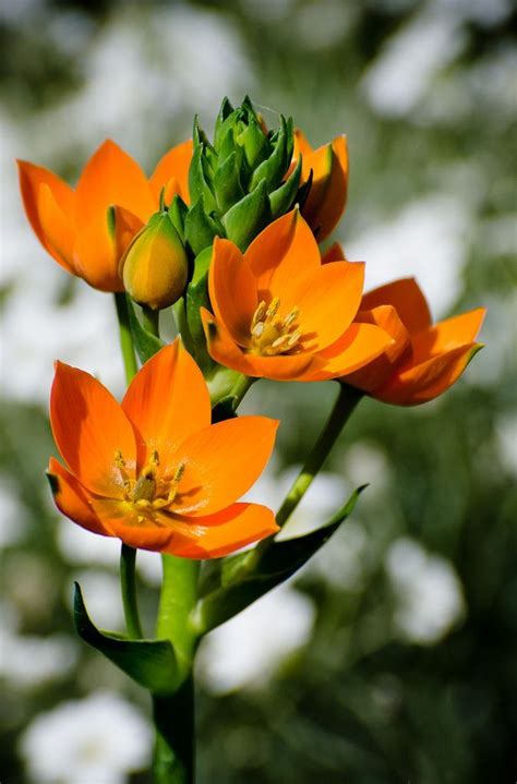 Sun star / Ornithogalum dubium by stoplamek – Chronicles of a Love Affair with N… – 2019 ...