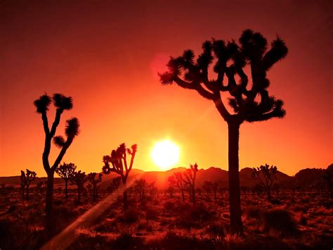 Sunset in Joshua Tree National Park [3648x2736] : r/EarthPorn