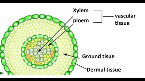 Dermal Tissue In Plants