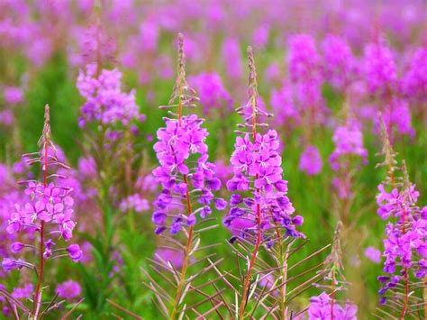 Rebuilding Grasslands One Square Foot at a Time | Blog Posts | WWF