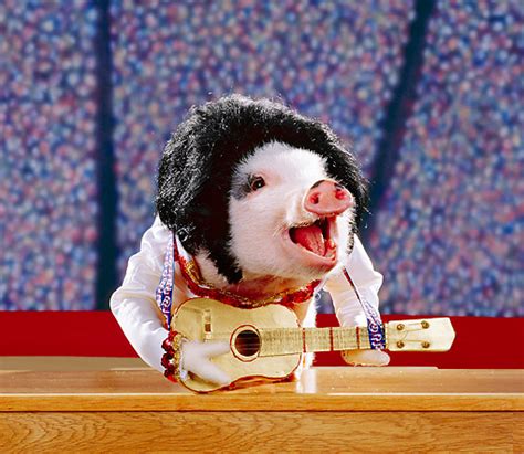 guitar - Animal Stock Photos - Kimballstock