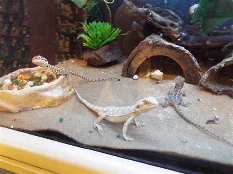 Adorable Bearded Dragons at PetSmart by KrazyKari on DeviantArt