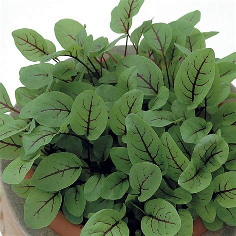 Buy salad leaves sorrel red veined