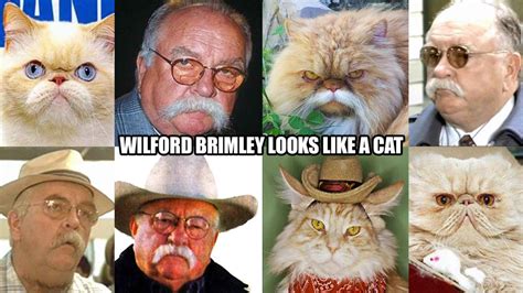 5 Uncanny Wilford Brimley Cat Photos