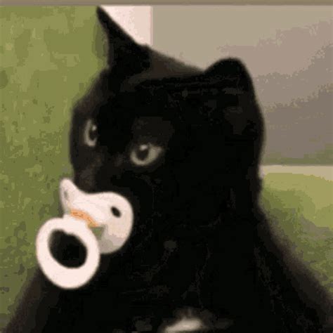 Baby Cat GIF - Baby Cat Cute - Discover & Share GIFs