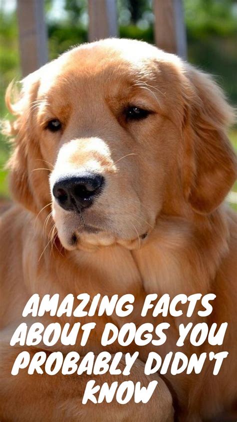 10 Amazing Facts About Dogs You Probably Didn’t Know | Dog facts, Fun facts about dogs, Dogs