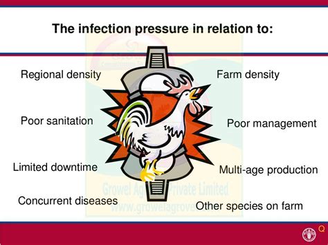 Poultry Diseases Cause, Diagnosis, Control & Treatment