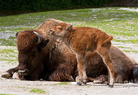 Baby Buffalo Photograph by Andrew Michael