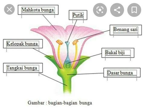 Apa Itu Benang Sari Serbuk Sari Putik